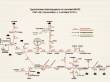 ДТ ЕВРО сорт С вид III ГОСТ Р 52368-2005 (ЕН 590:2009) с прокачкой на ЛПДС